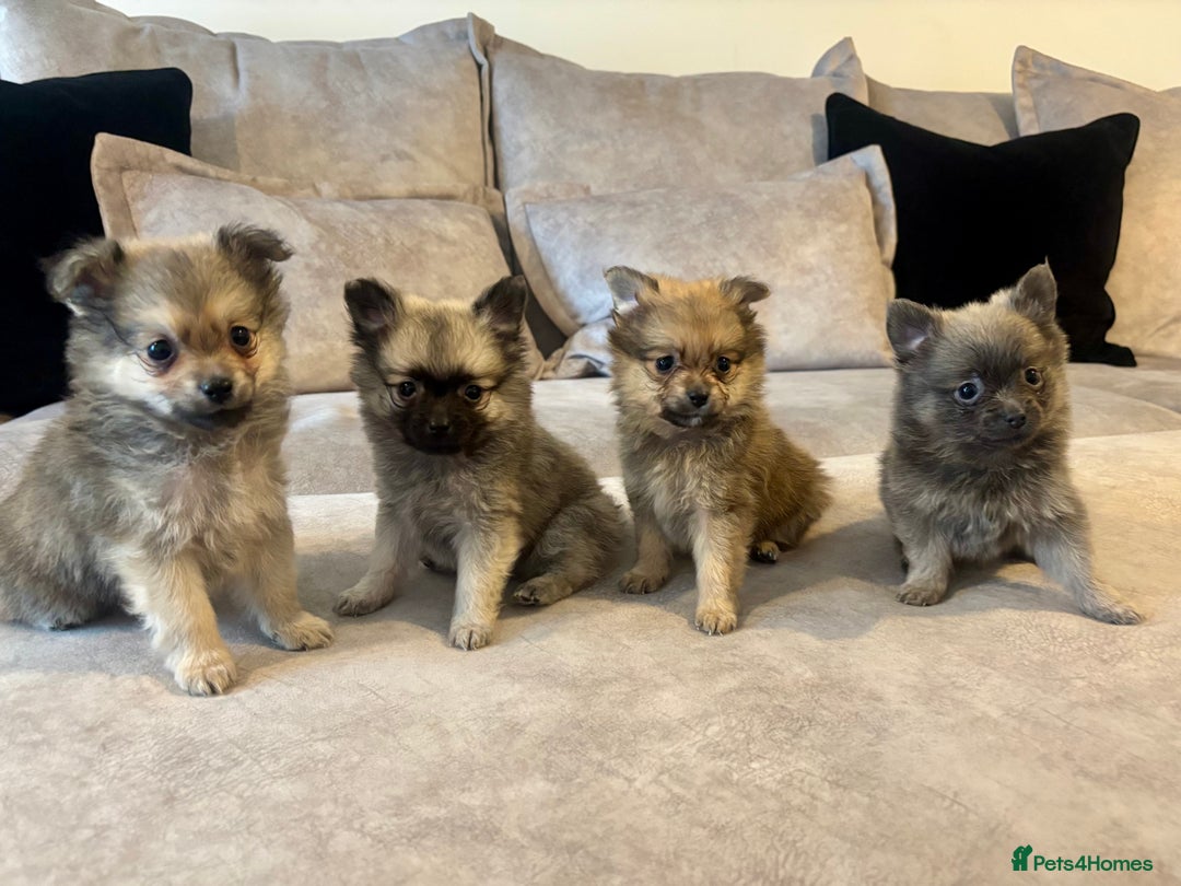 Pomeranian dogs for sale: Adorable Pomeranian Puppies - Image 1