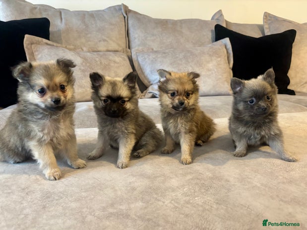 Pomeranian dogs - Advert 2