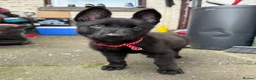 Belgian Shepherd Dog dogs for sale: Dutch shepherd  in Bolton - Advert 8