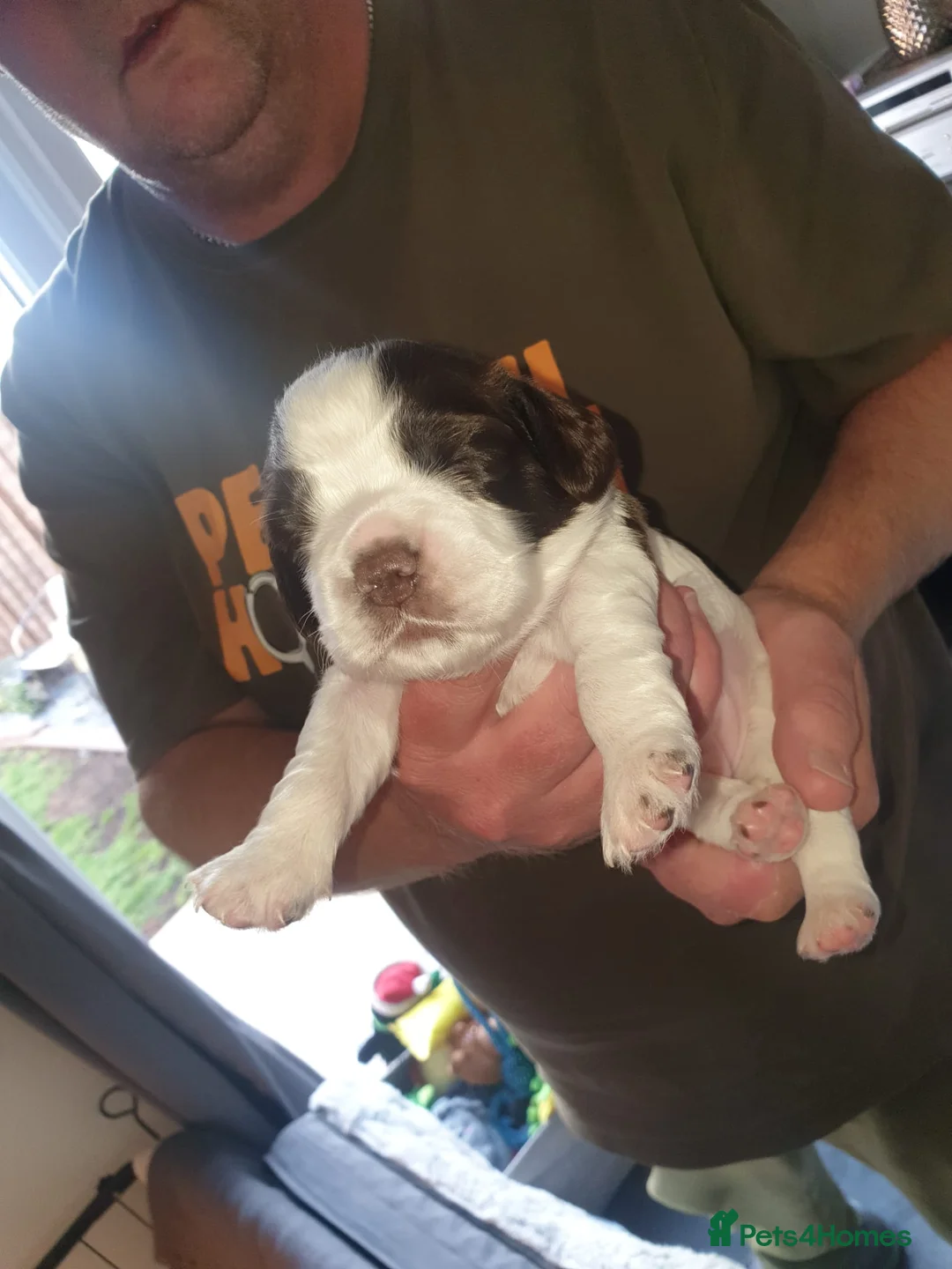 Cocker Spaniel dogs for sale: Cocker spaniel puppies  in Basingstoke - Advert 2