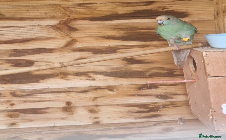 Parakeets birds - Advert 3