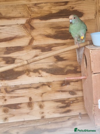 Parakeets birds - Advert 6