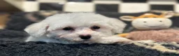 Bichon Frise dogs for sale: Stunning kc registered bichon frise pups  - Advert 9