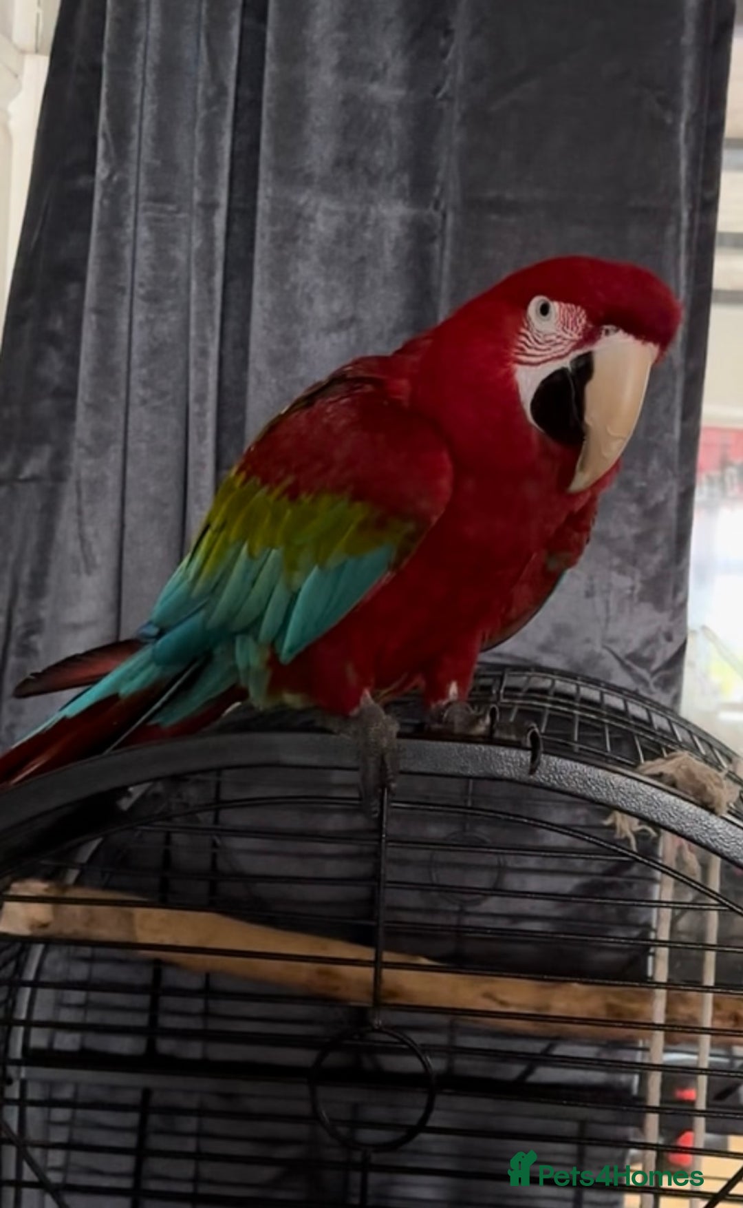 Macaws birds for sale: Macaw  - Image 2