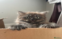 Mixed Breed cats for sale: 3 kittens left  - Image 9
