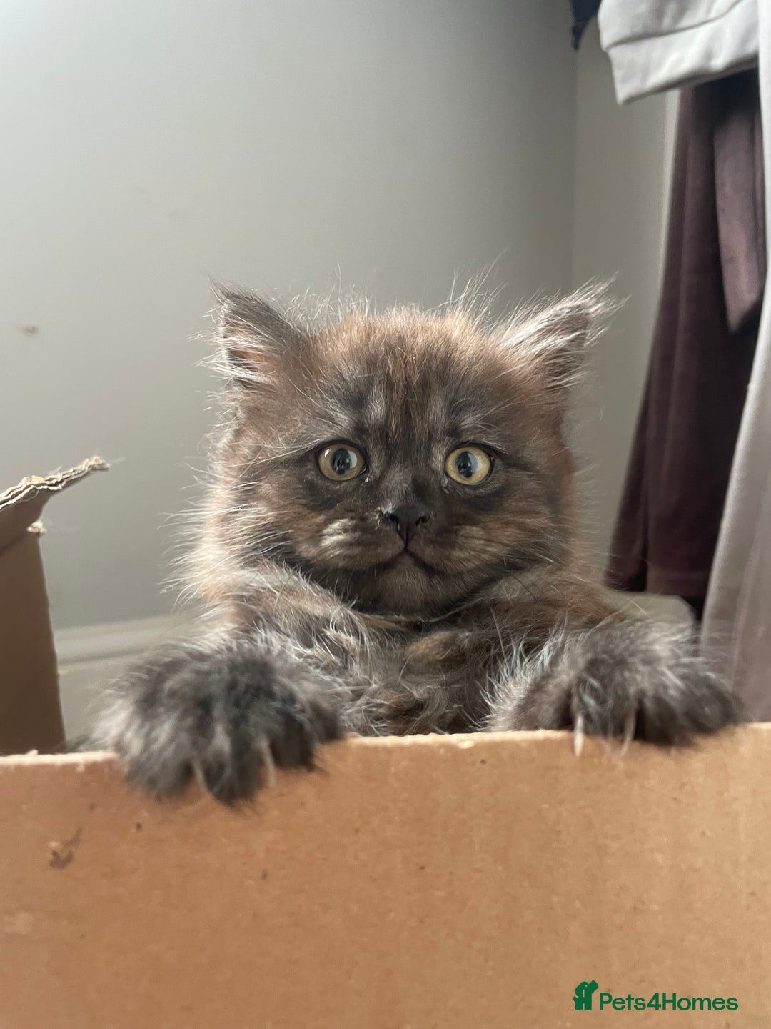 Mixed Breed cats for sale: 3 kittens left  - Image 9