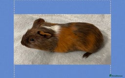 Guinea Pig rodents for sale: Baby male guinea pigs - Image 2