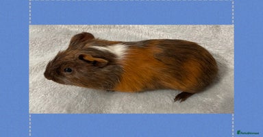 Guinea Pig rodents - Advert 12