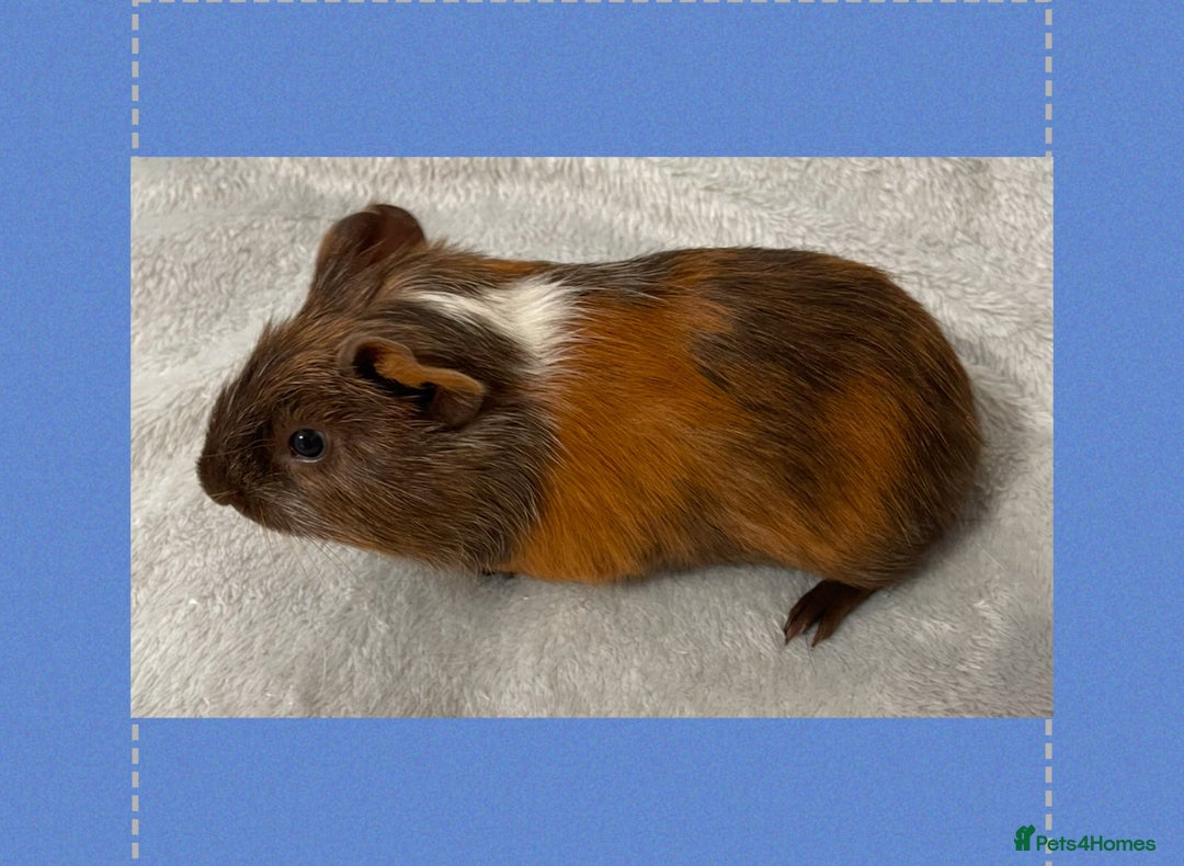 Guinea Pig rodents for sale: Baby male guinea pigs - Image 2
