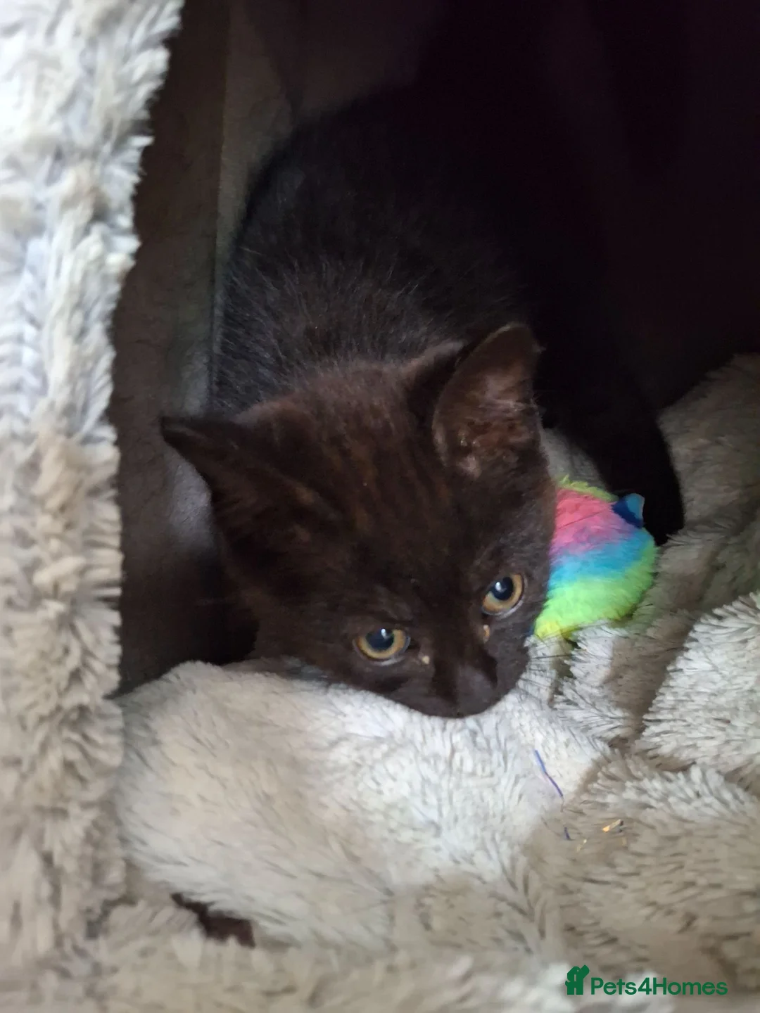 Mixed Breed cats for sale: Black male kittens  - Advert 1
