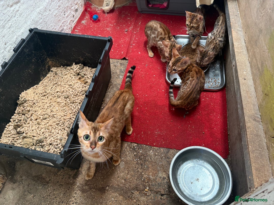 Bengal cats for sale: Bengal kittens stunning litter ready now boys girl - Image 15