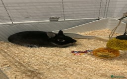 Netherland Dwarf rabbits for sale: Bunnies Netherland Dwarf Rabbits - Image 27