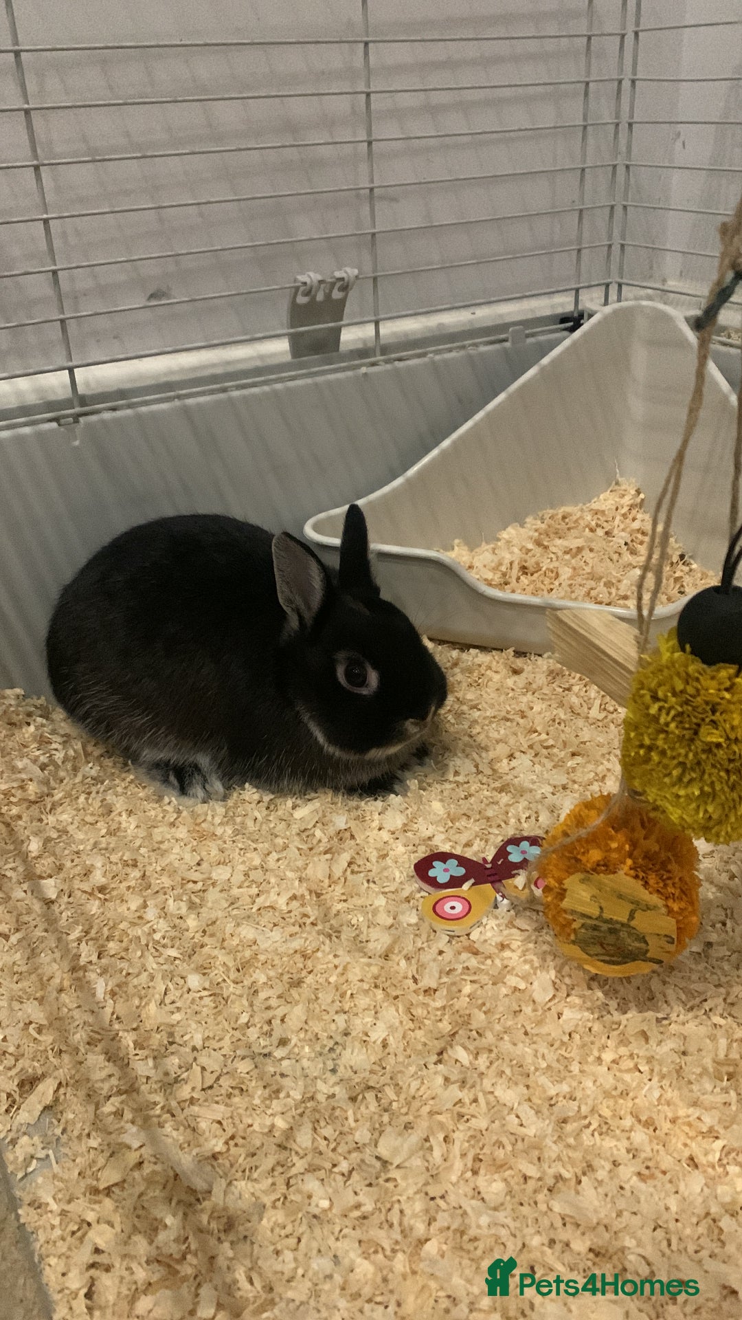 Netherland Dwarf rabbits for sale: Bunnies Netherland Dwarf Rabbits - Image 27