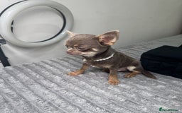 Chihuahua dogs for sale: Gorgeous lilac and tan chihuahua puppy - Advert 3