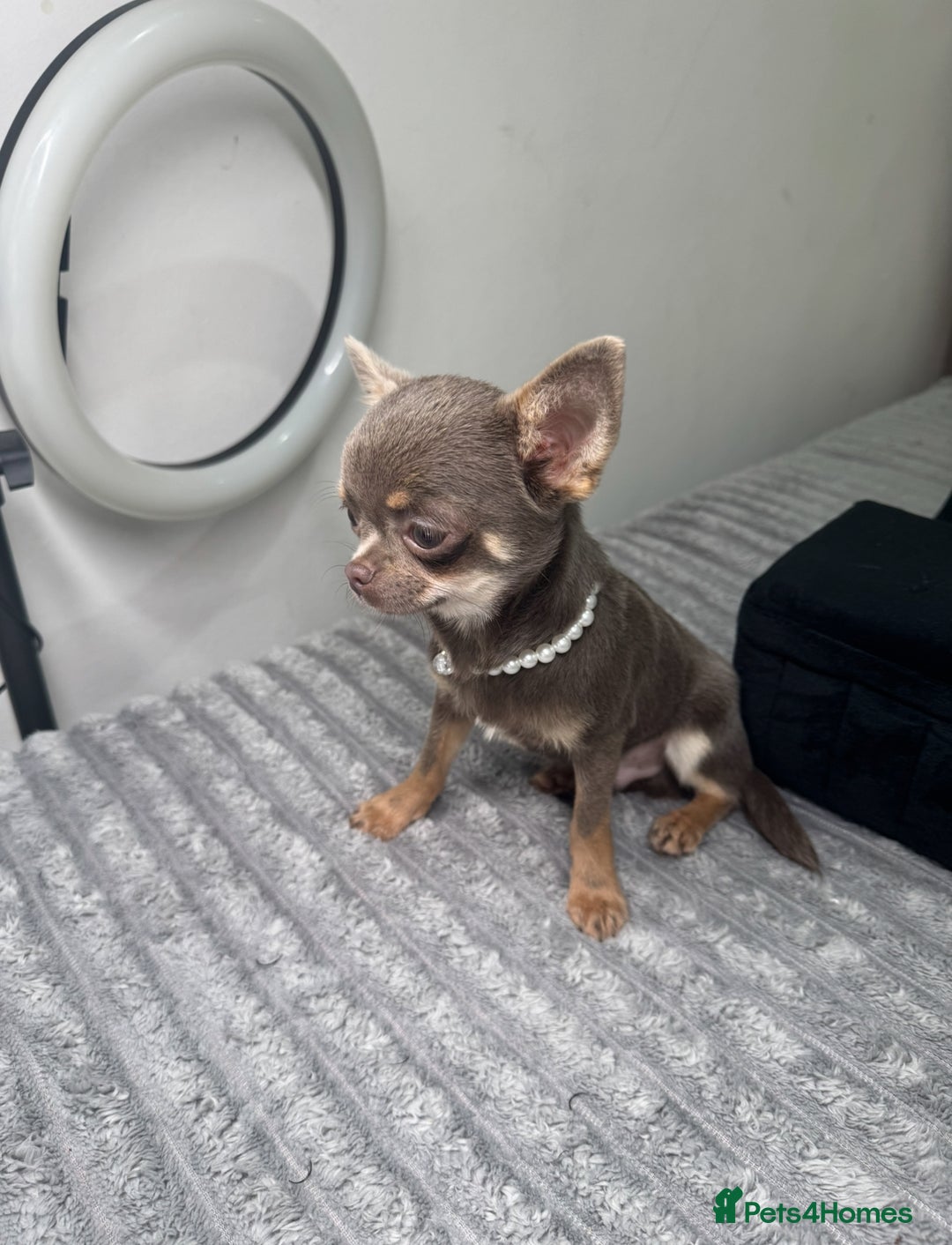 Chihuahua dogs for sale: Gorgeous lilac and tan chihuahua puppy - Advert 3