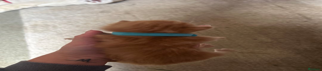 Mixed Breed Kitten 5