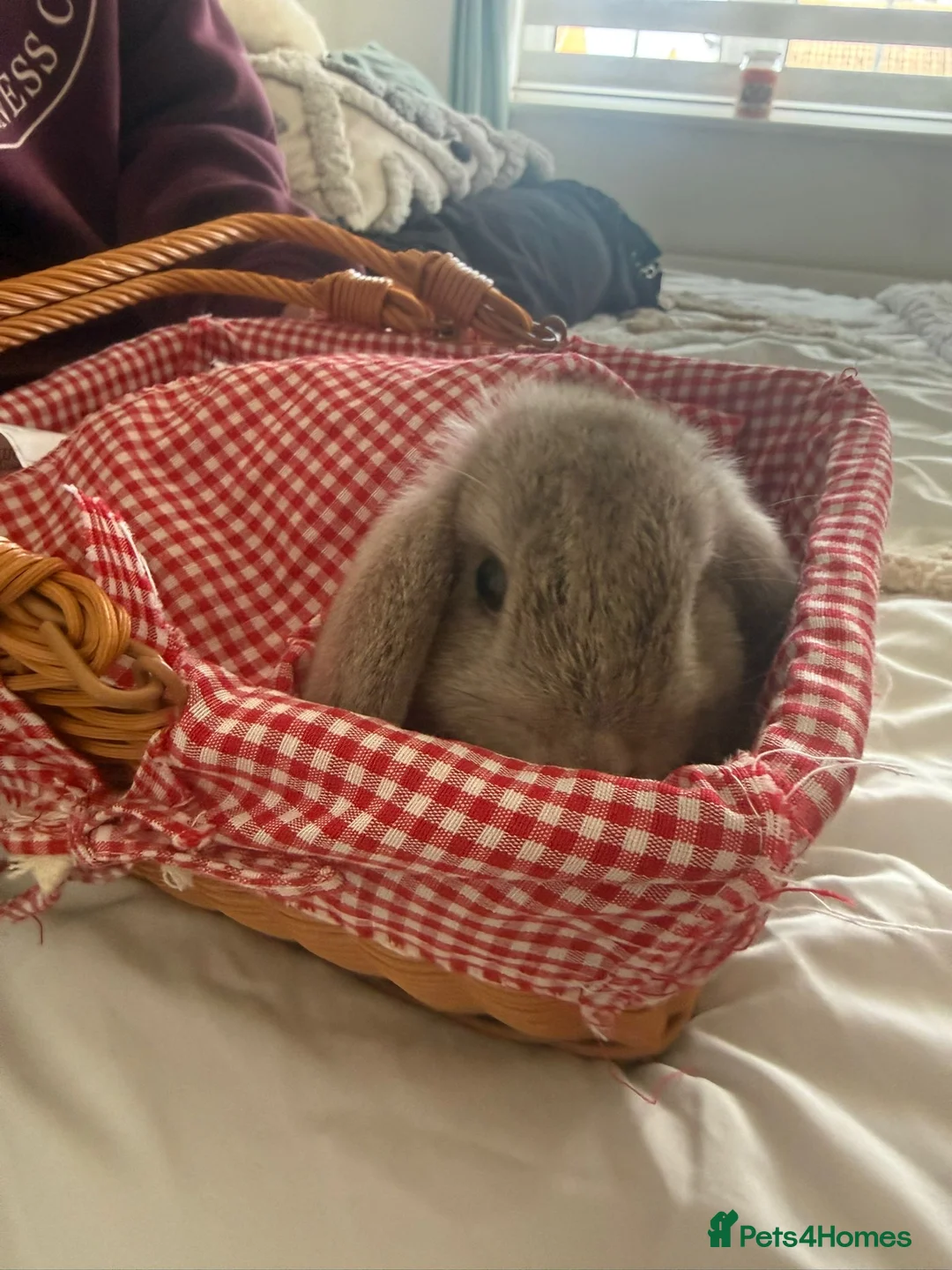 Dwarf Lop rabbits for sale: 2 male lops for sale  in Swanley - Advert 1