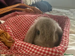 Dwarf Lop rabbits 2 male lops for sale - Advert 2