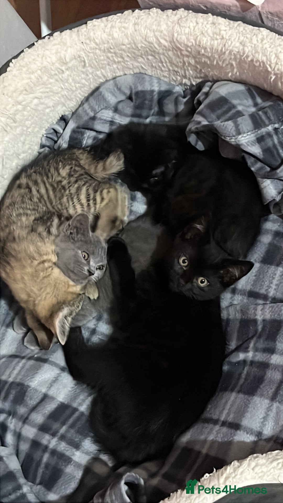 British Shorthair cats for sale: Kittens looking for home  - Advert 4