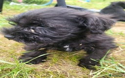 Miniature Schnauzer dogs for sale: Gorgeous littler of beautiful miniature schnauzer - Image 14