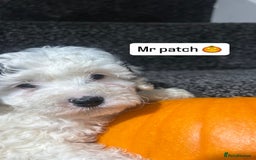 Cockapoo dogs for sale: Stunning toy cockapoo puppies  - Image 10