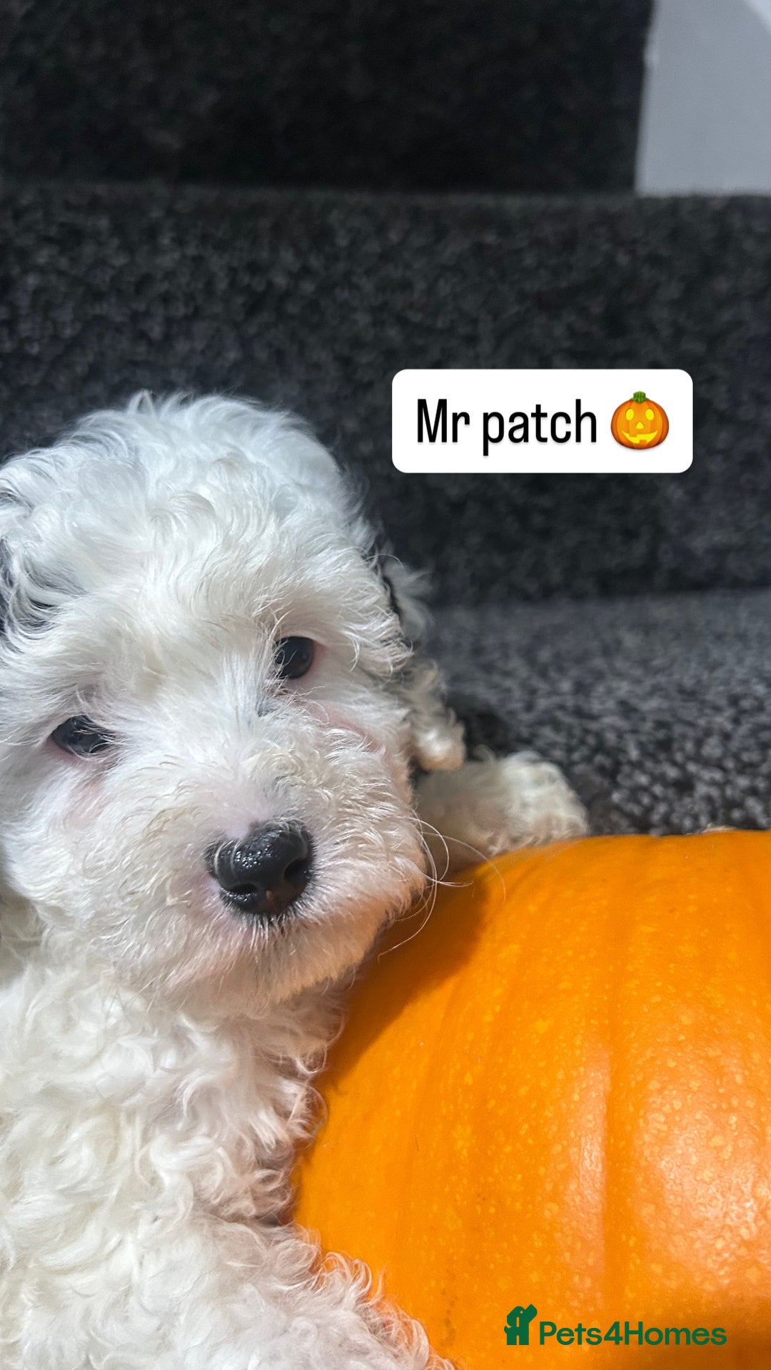 Cockapoo dogs for sale: Stunning toy cockapoo puppies  - Image 10