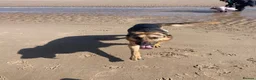 German Shepherd dogs for sale: Benji in Louth - Advert 7