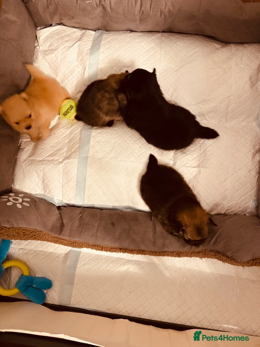 Pomeranian dogs for sale: Beautiful Pomeranian puppies - Advert 1