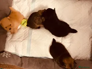 Pomeranian dogs Beautiful Pomeranian puppies - Advert 17