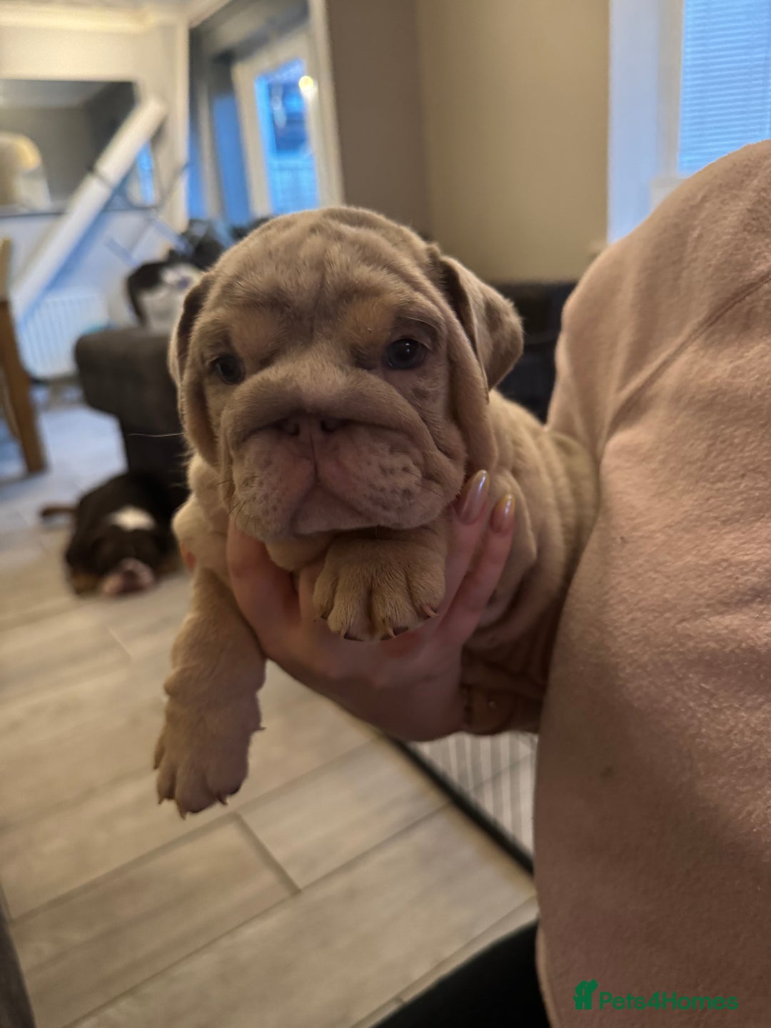 English Bulldog dogs for sale: Bettie & 007 babies short compact   - Image 9
