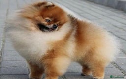 Pomeranian dogs for sale: 🏆Super tiny Pomeranian female✨ - Image 3