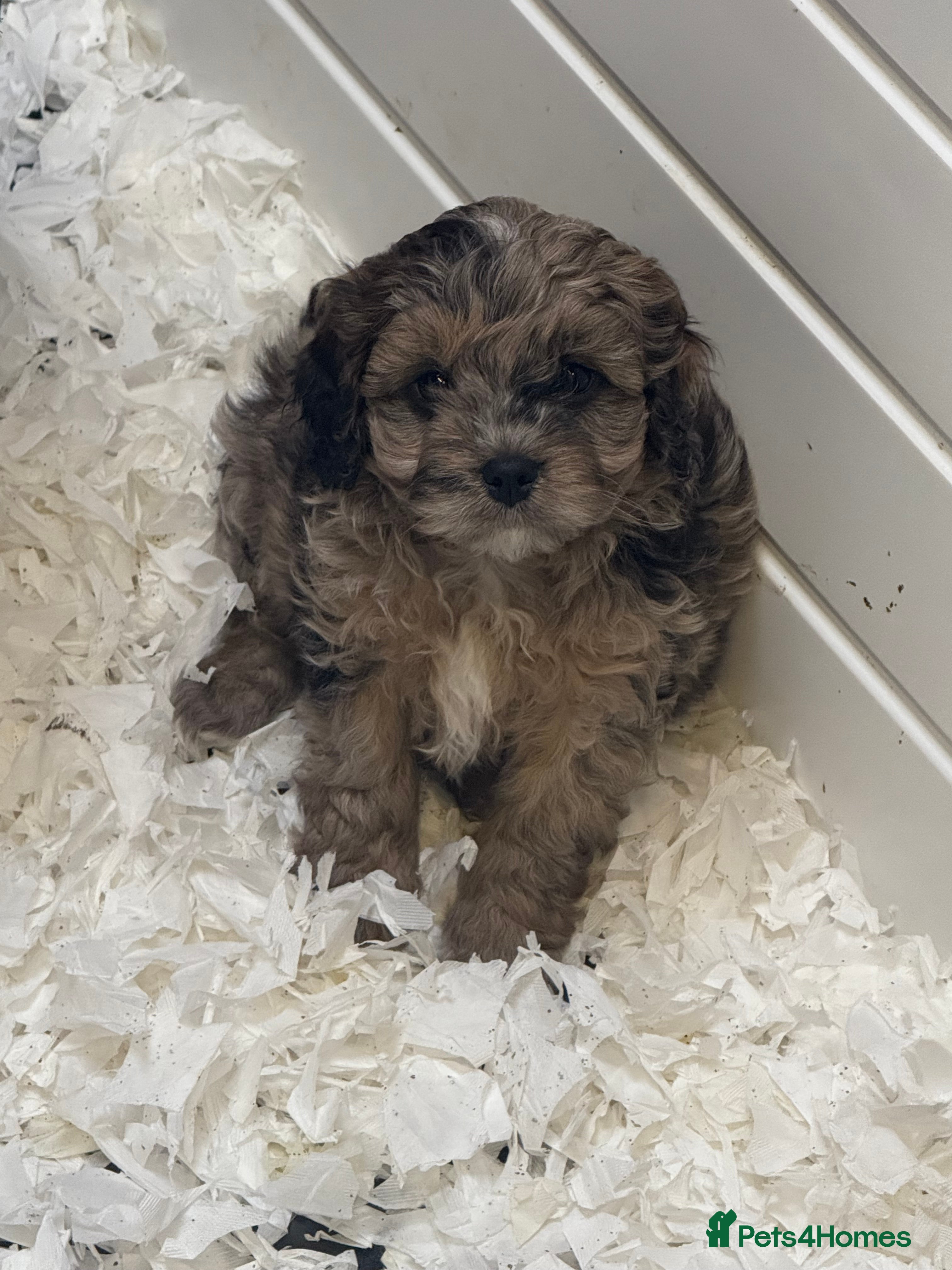 Cavapoo dogs Stunning F1 Cavapoos  - Advert 2