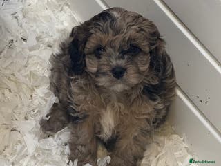 Cavapoo dogs Stunning F1 Cavapoos - Advert 2