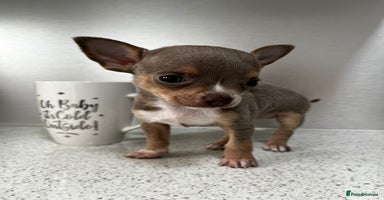 Chihuahua dogs - Advert 7