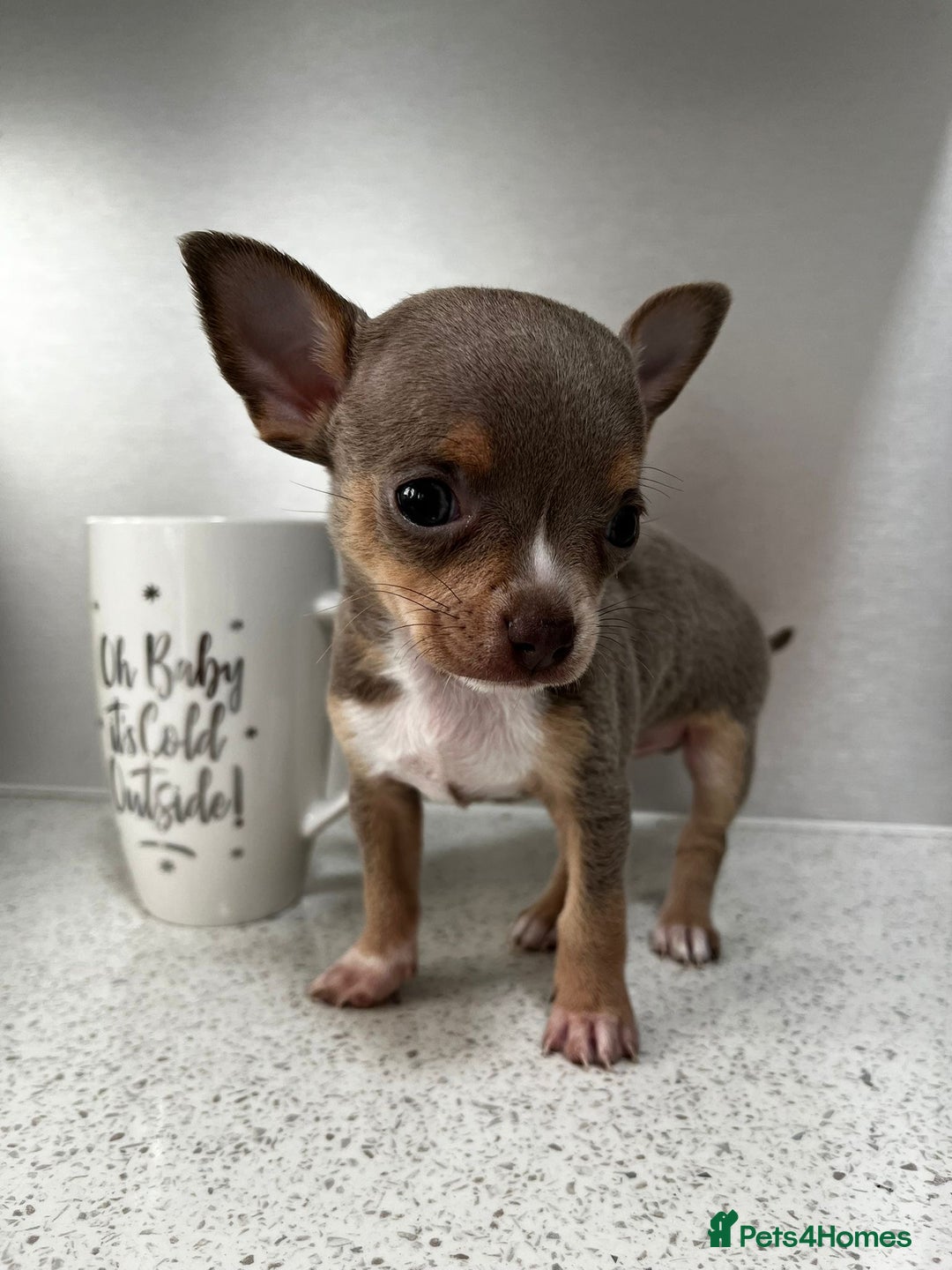 Chihuahua dogs for sale: Beautiful Chihuahua Puppies – Ready This Sunday - Image 3