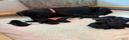Labrador Retriever dogs for sale: Kc registered fully health tested Labrador puppies - Advert 1