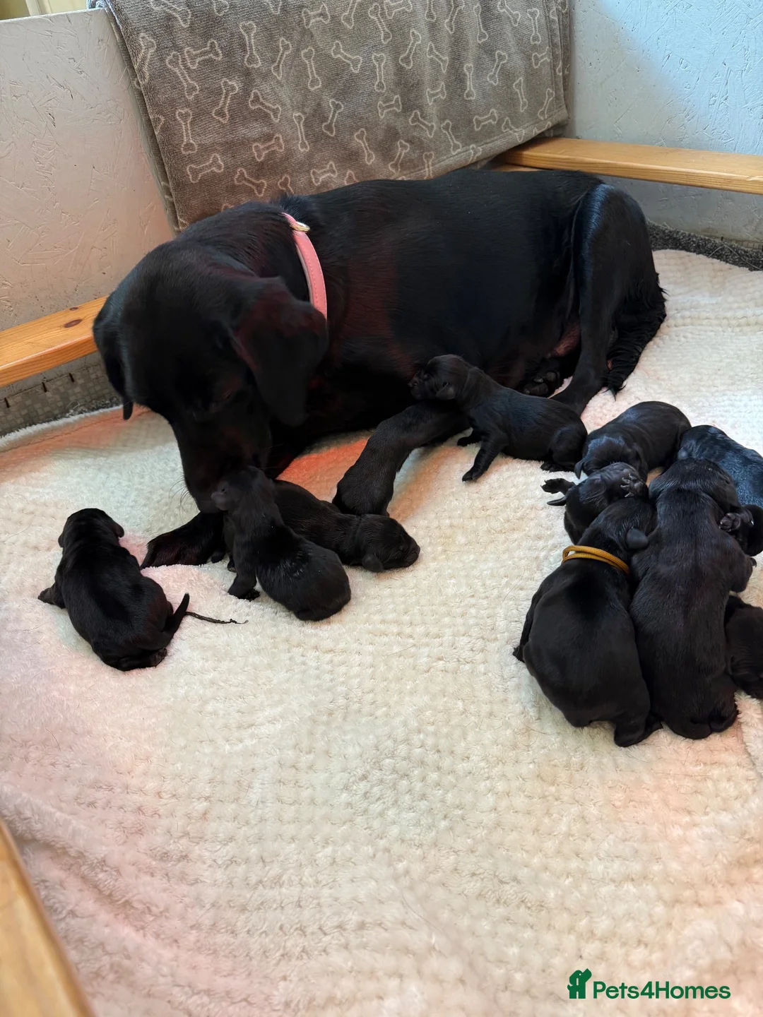 Labrador Retriever dogs for sale: Kc registered fully health tested Labrador puppies - Advert 1
