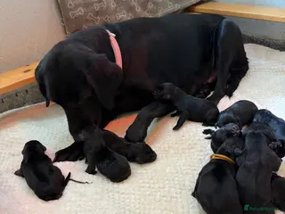 Labrador Retriever dogs Kc registered fully health tested Labrador puppies - Advert 1