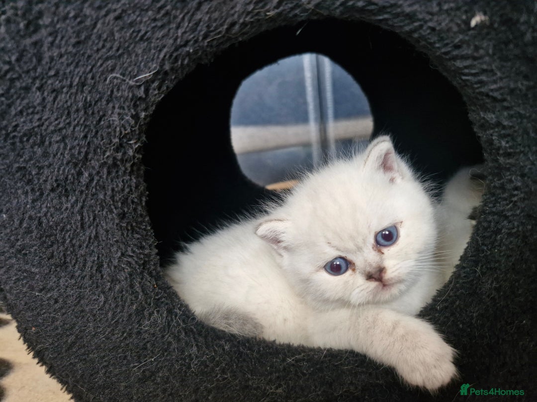 British Shorthair cats for sale: Pedigree British shorthair, longhair, blue, lilac - Image 8