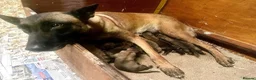 Belgian Shepherd Dog dogs for sale: Belgian Malinois puppies  in Hull - Advert 4