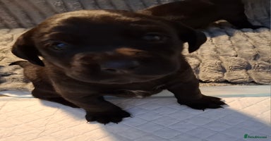 Labrador Retriever dogs - Advert 9