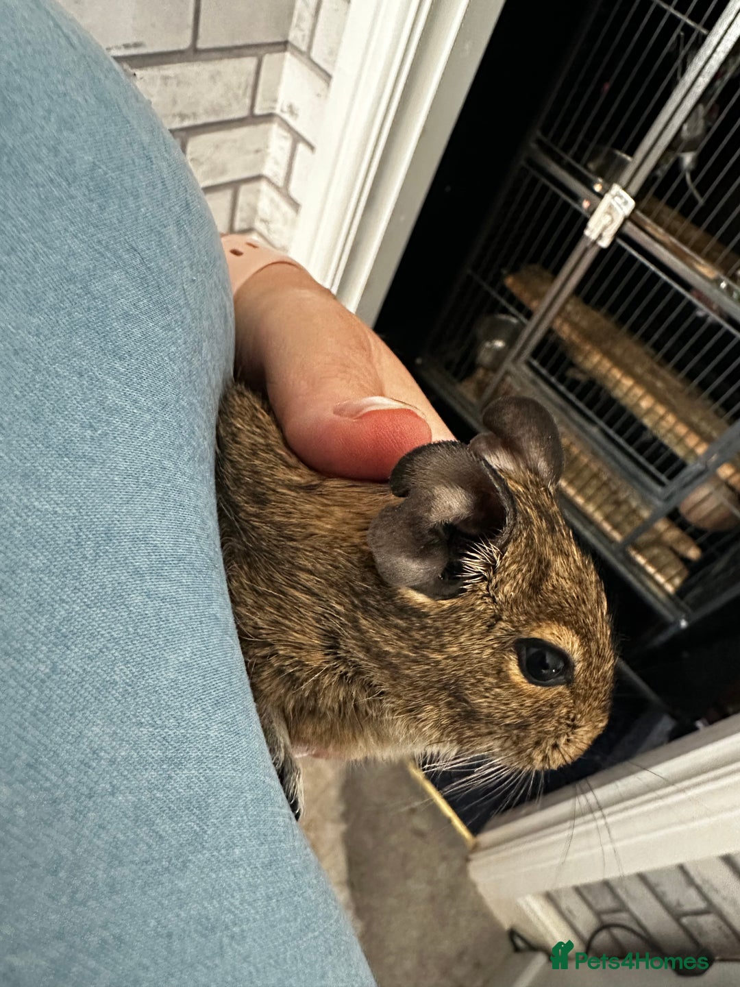 Degus rodents for sale: 2 boy Degus - Image 1
