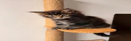 Maine Coon cats for sale: 🐾 FIVE MAINE COON (TWO POLYDACTYL)  - Advert 11
