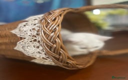 Scottish Fold cats for sale: Kittens 5  - Image 9