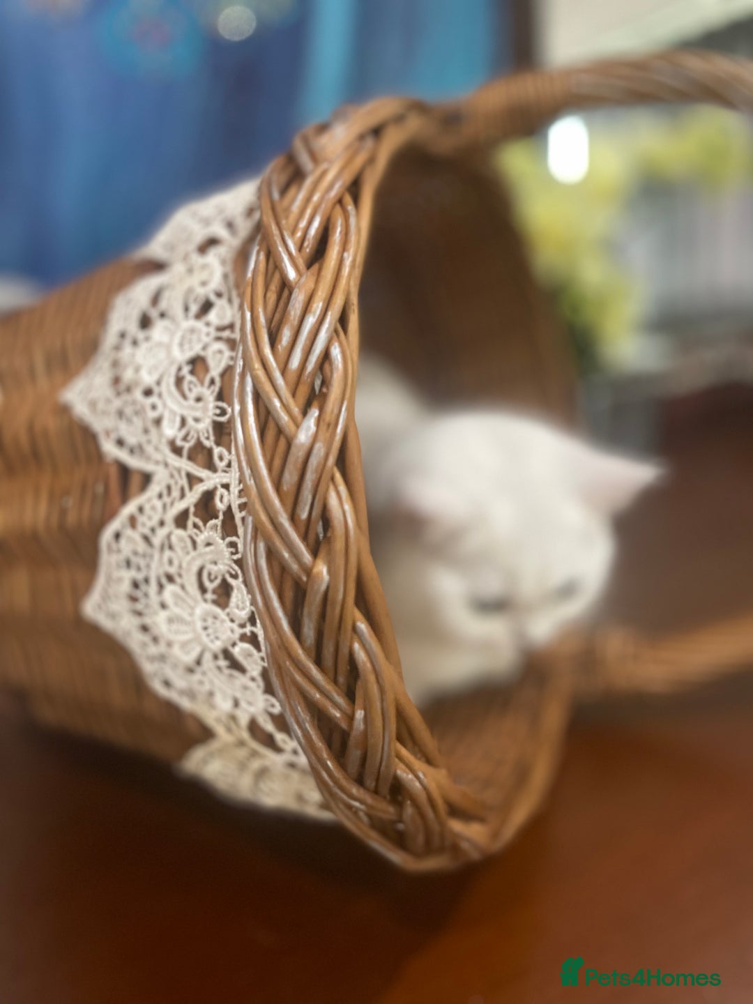 Scottish Fold cats for sale: Kittens 5  - Image 9