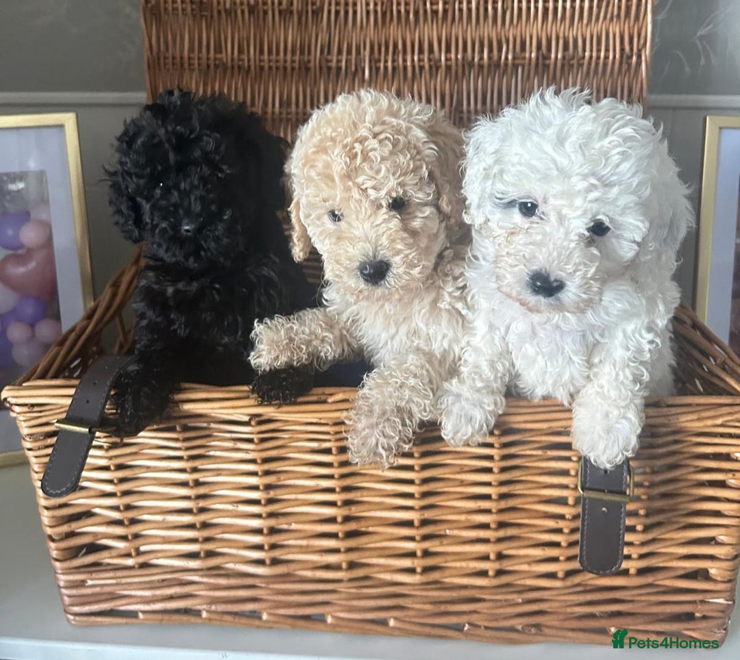 Mixed Breed dogs for sale: Adorable Toy/Miniature Poodle Puppies–Ready 27/9  - Image 9