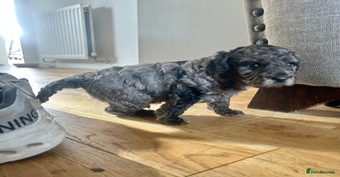 Cavapoo dogs - Advert 13