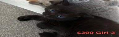 British Shorthair 3