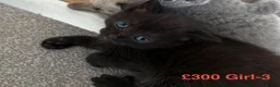 British Shorthair cats for sale:  Adorable Kittens in Bristol - Advert 8