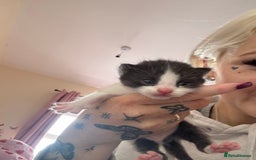 Mixed Breed cats for sale: Kittens for rehoming  - Advert 6